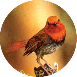 コマドリの写真