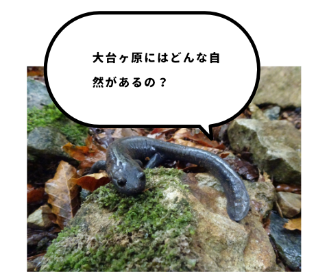 オオダイガハラサンショウウオ