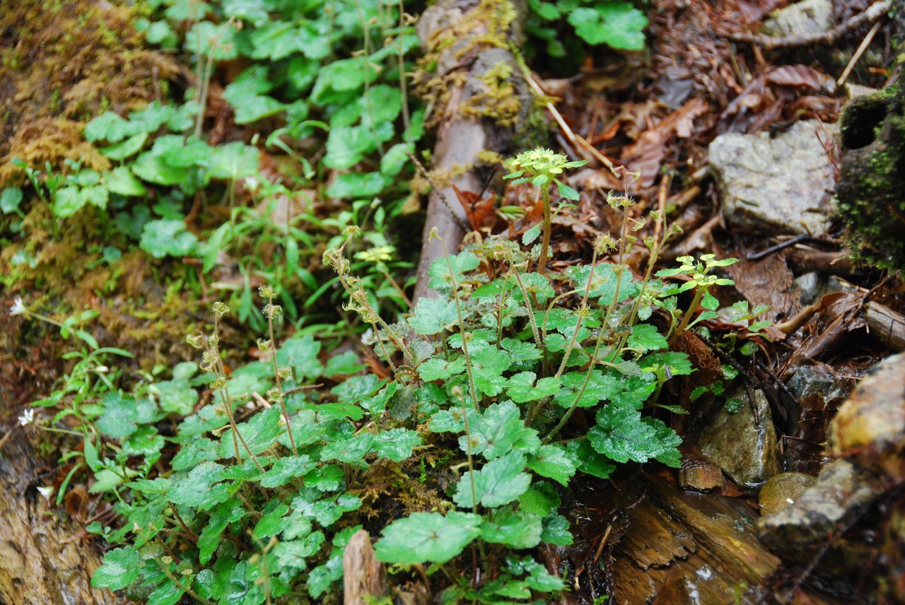 コチャルメルソウの写真2