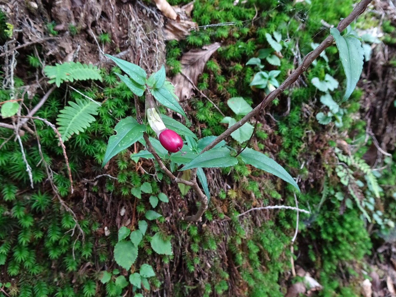 ツルリンドウの写真2