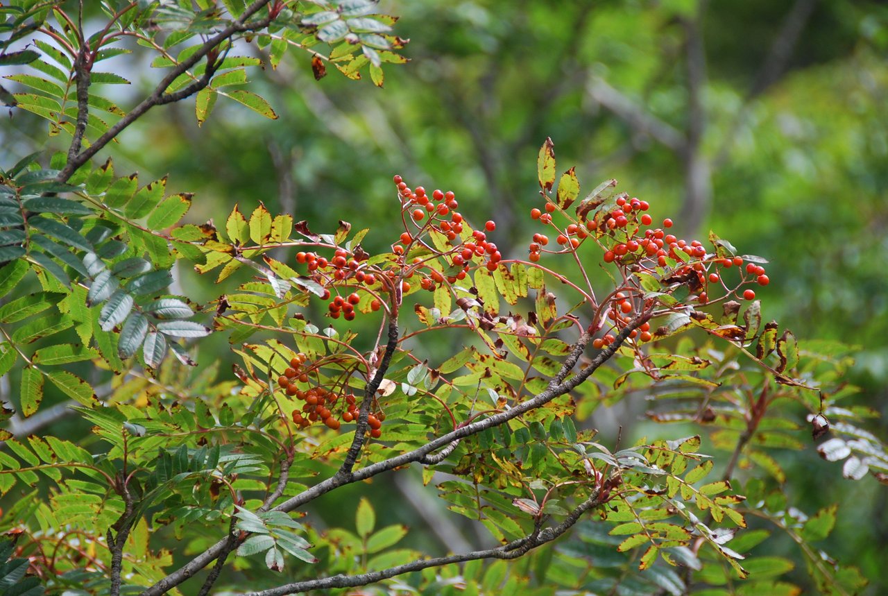 ナナカマドの写真2