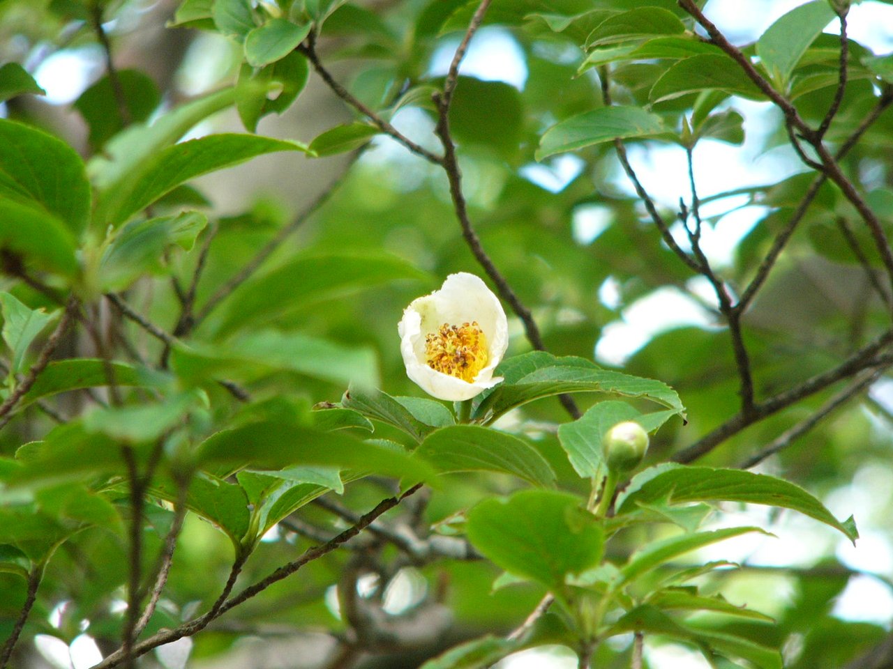 ヒメシャラの写真2