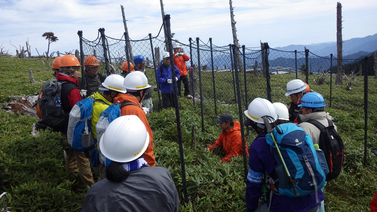 稚樹保護柵のササ刈り作業体験の写真