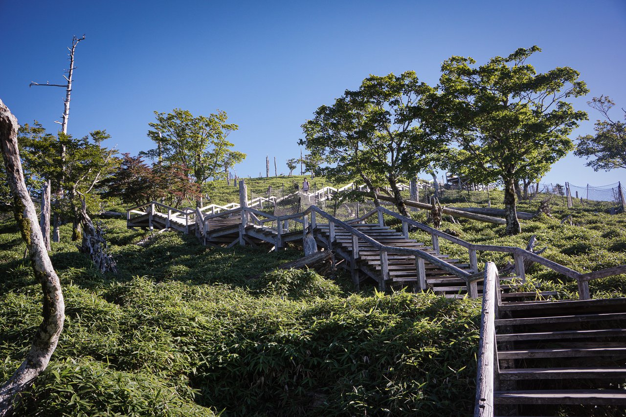 東大台の木道の写真