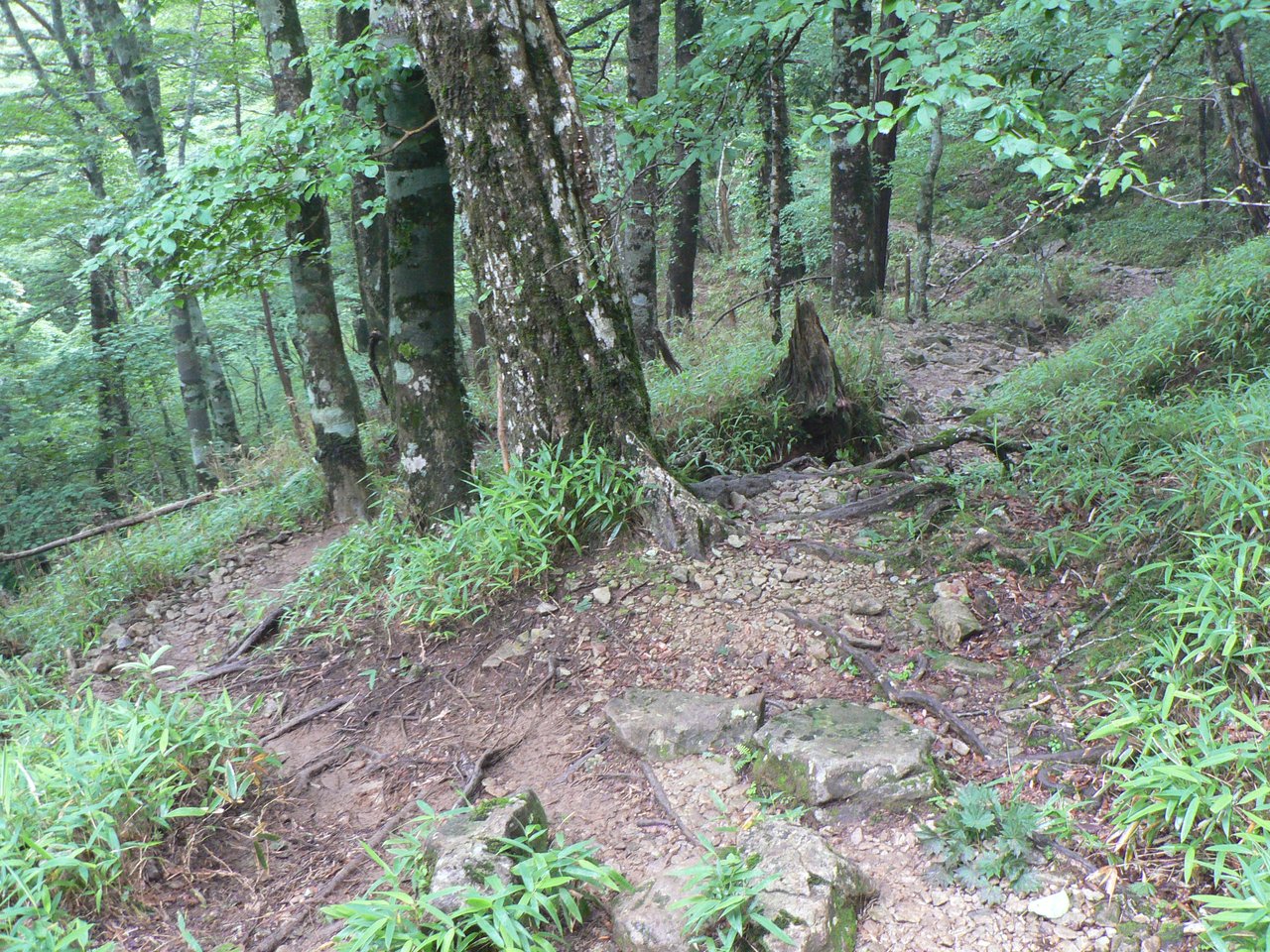 踏圧により歩道の複線化が生じている西大台の歩道