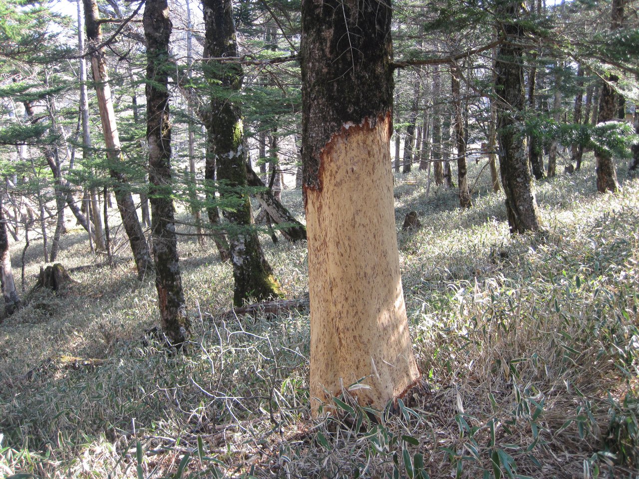 シカによる樹皮剥ぎにあった針葉樹の写真