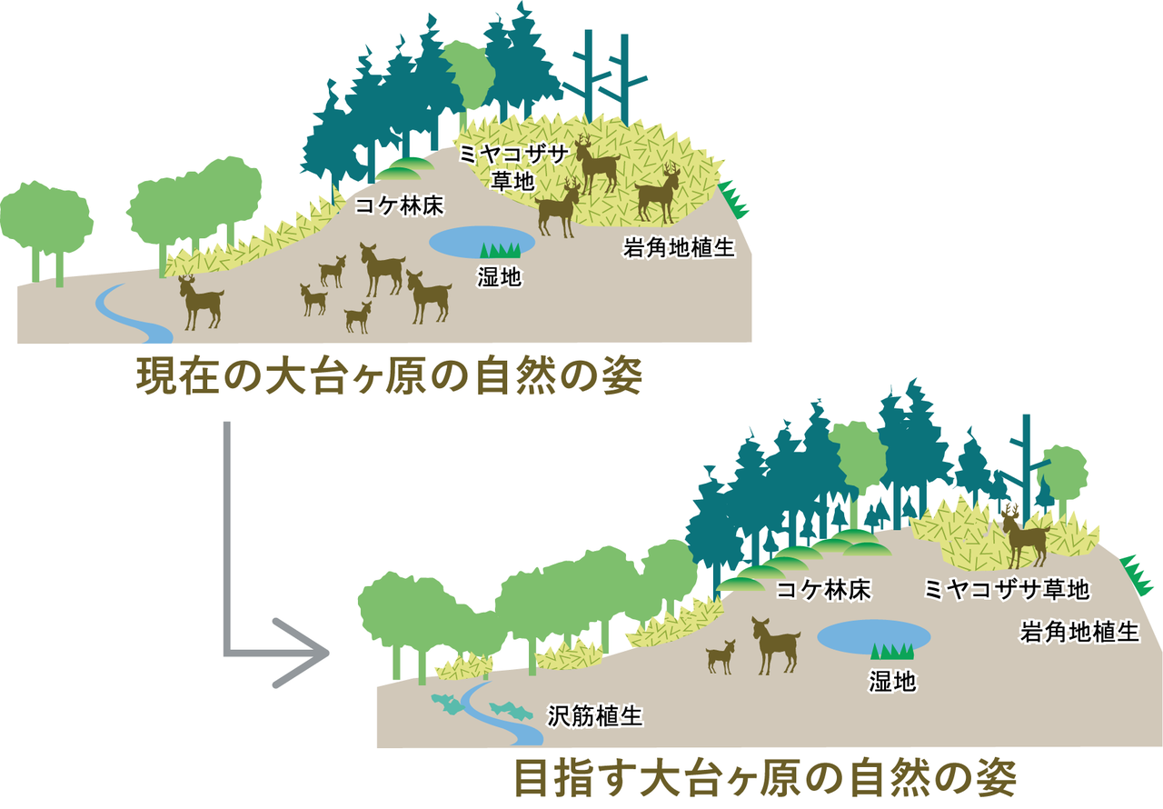 大台ヶ原の現在と将来のイメージ図