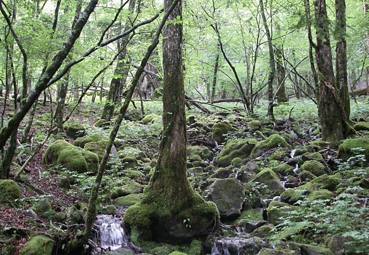 渓流の岩は苔むして、広葉樹が目立つ森の写真