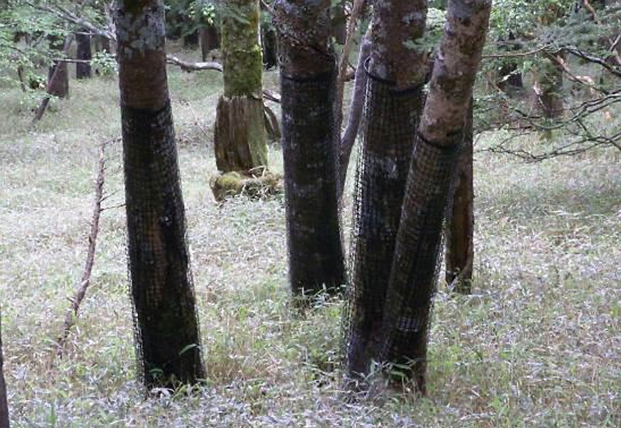 樹脂製の網が巻かれた木の写真