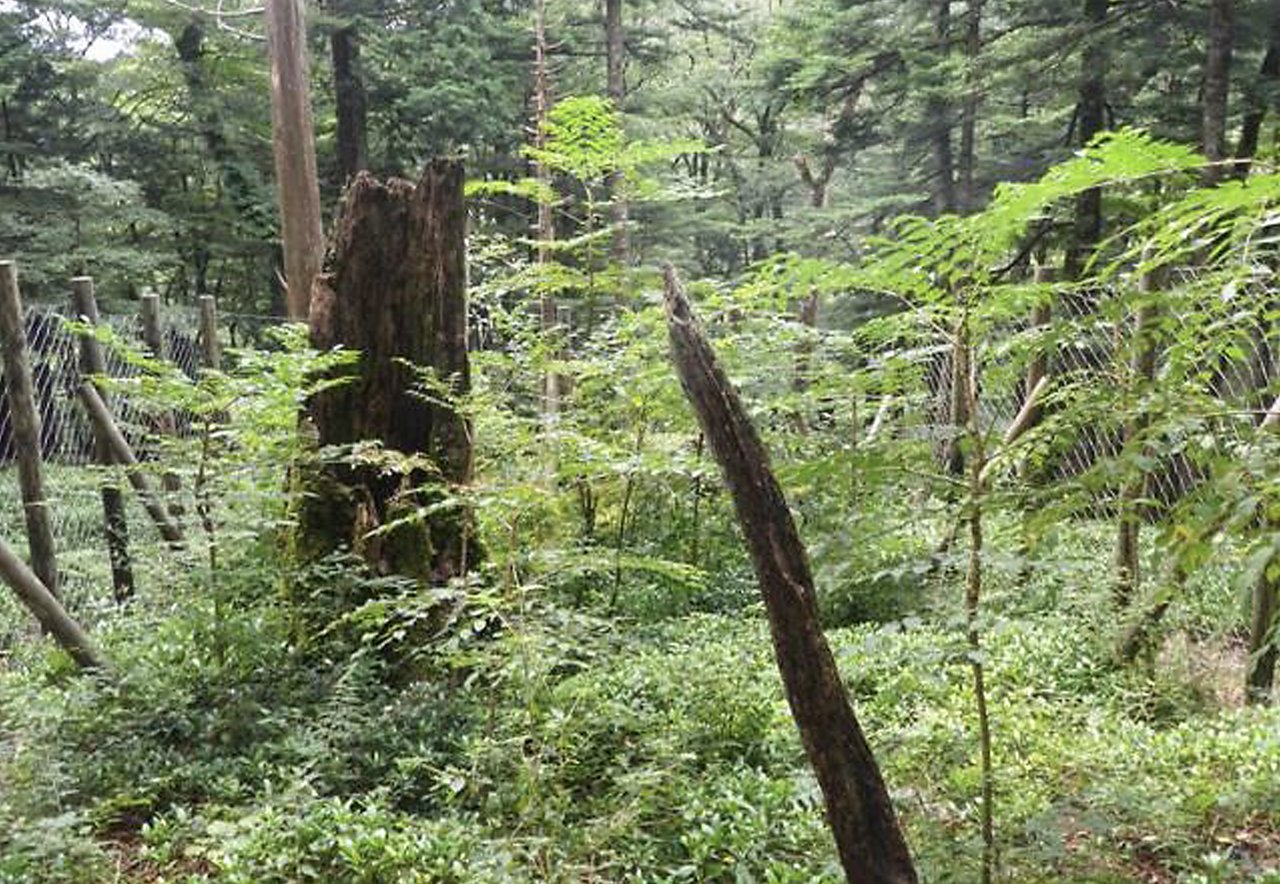 明るい場所に設置された規模の小さな柵の写真