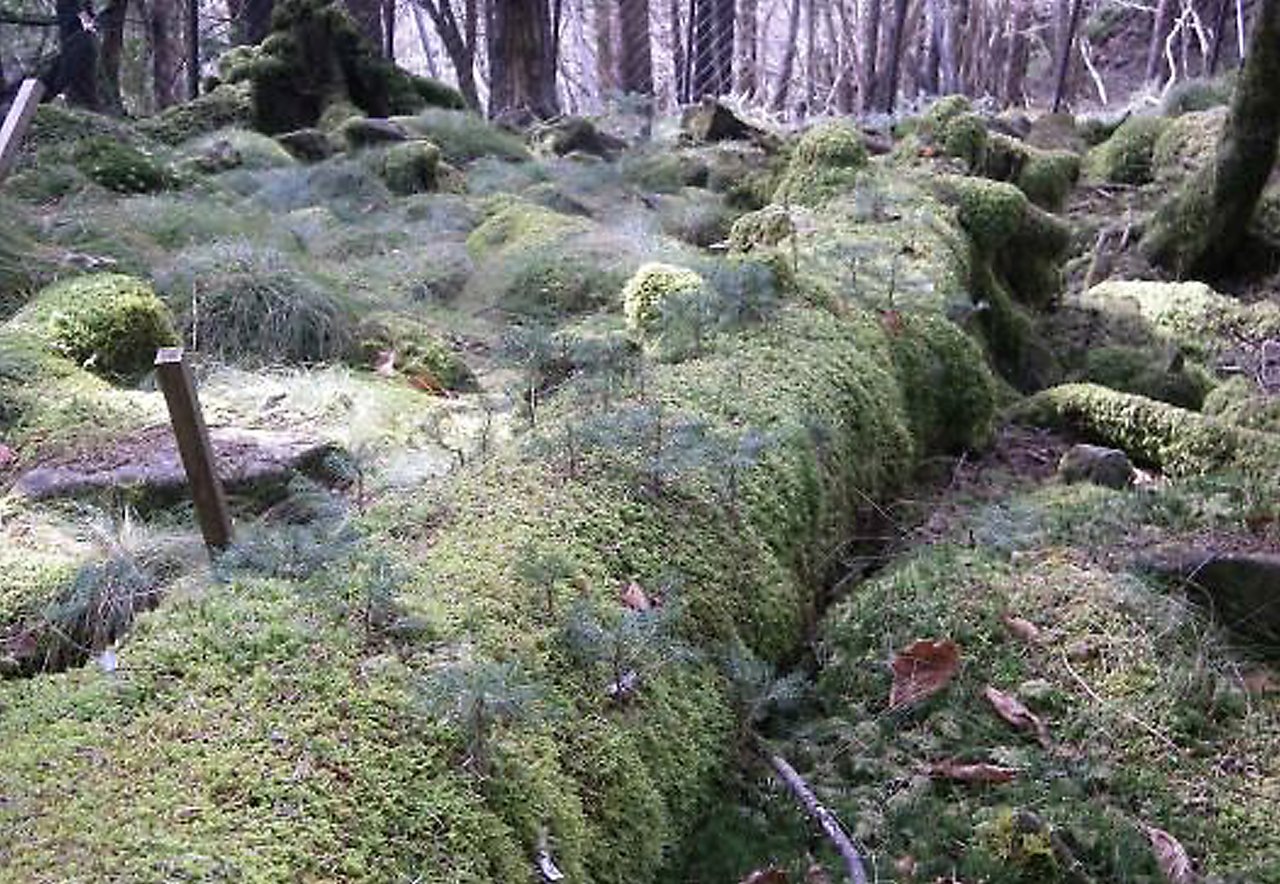 倒木が倒れて苔むしている写真