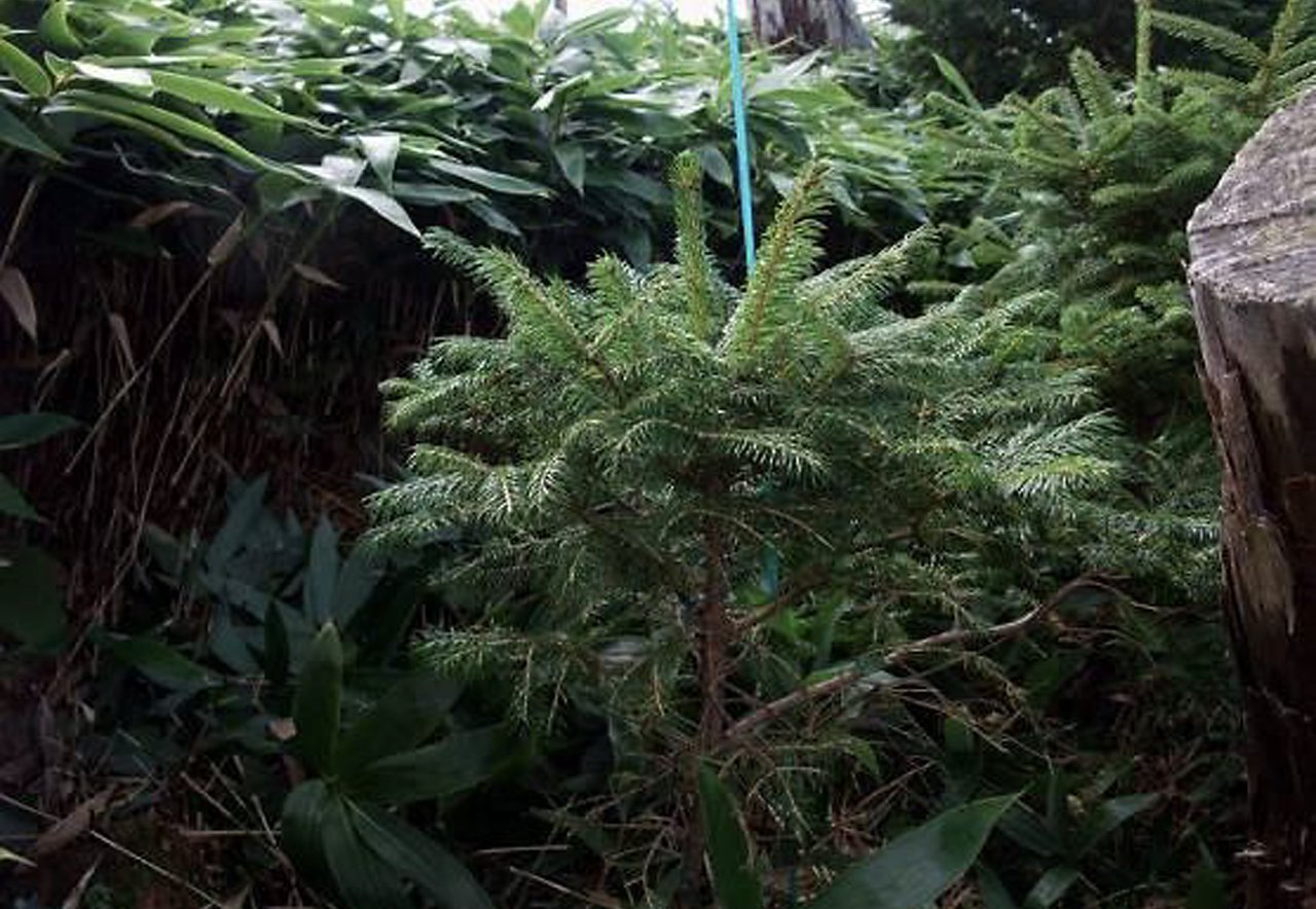 針葉樹の稚樹の周りのササが刈り払われている写真