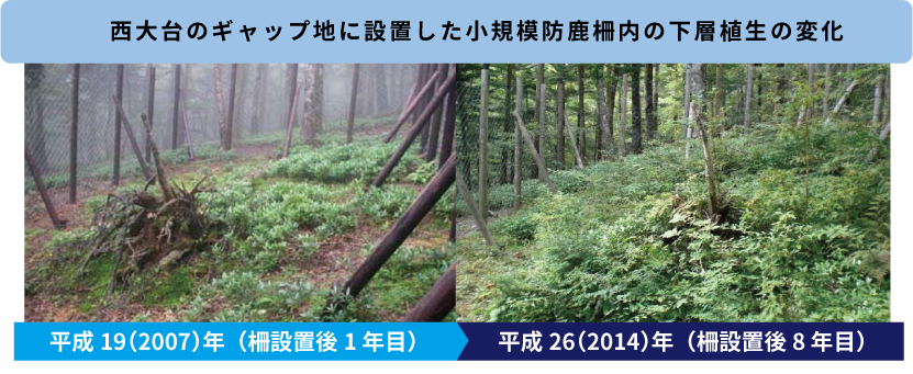 西大台のギャップ地に設置した小規模防鹿柵内の下層植生の変化。
                        平成19(2007)年と平成26(2014)年を比較すると、下草が増え、この森の林冠を作る木々が成長しはじめている。