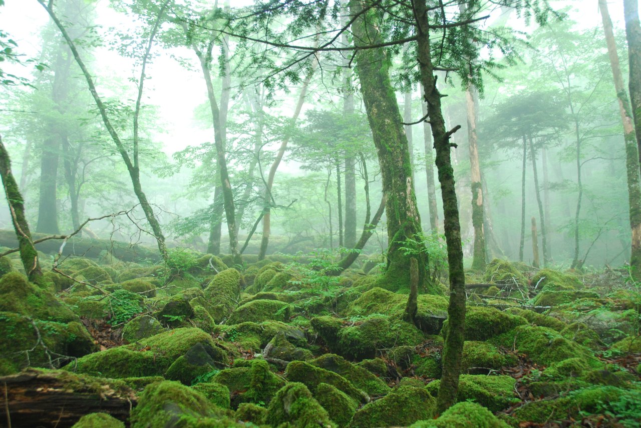苔むした西大台の林床