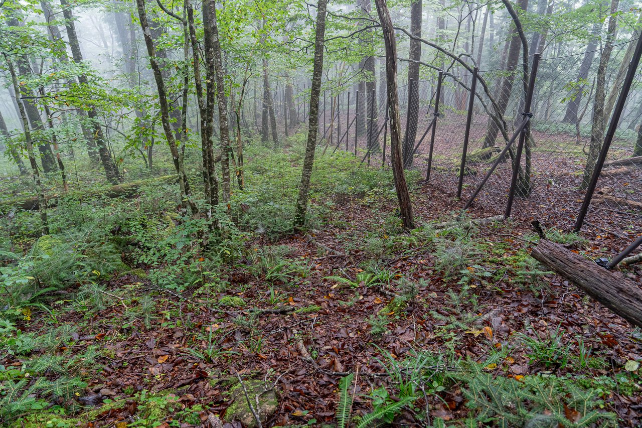 生物多様性防鹿柵内の様子。幼木が多く茂っている写真。柵外は地面にほぼ何も生えていない。
