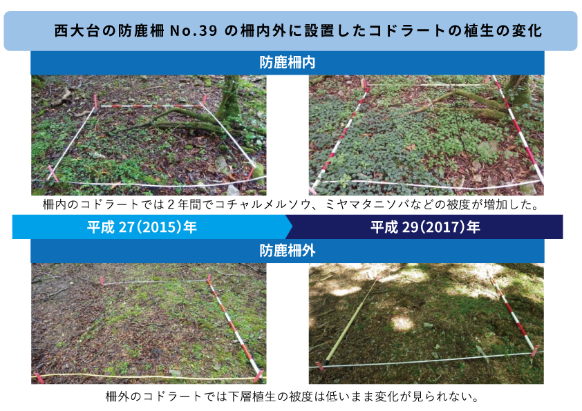 コドラートによる植生変化。
                        防鹿柵内のコドラートでは、平成27(2015)年から平成29(2017)年の２年間で下層植生の被度が増加したが、柵外では変化が見られなかった。