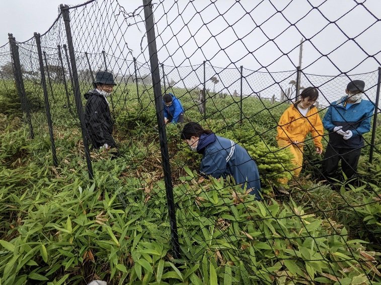 日本生物教育会全国大会（大阪大会）エクスカーションでのササ刈り体験の様子