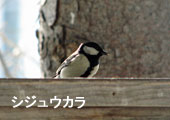 シジュウカラ