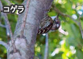 コゲラ